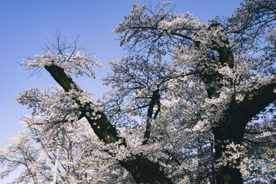 Low angle view of cherry blossoms against sky