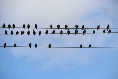 Low angle view of birds perching on cable against sky