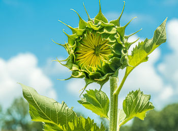 Low angle view of sunflower plant against sky