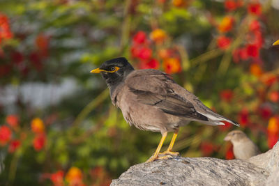 Close-up of bird perching on rock