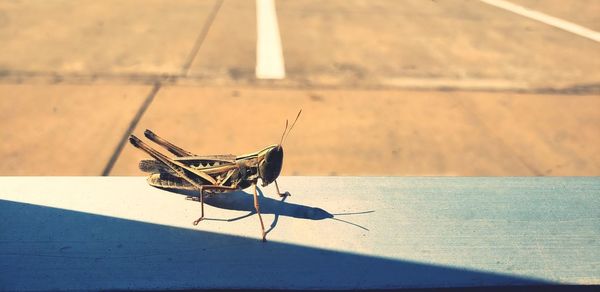 Close up of grasshopper from window on sunny day