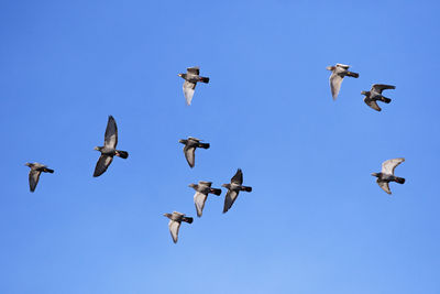 Flock of homing pigeon flying against clear blue sky