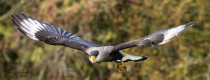 Close-up of eagle flying