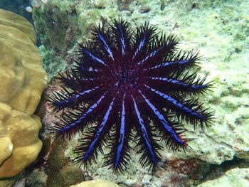 Close-up of starfish on sea shore
