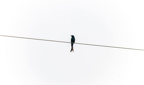 Low angle view of person against the sky