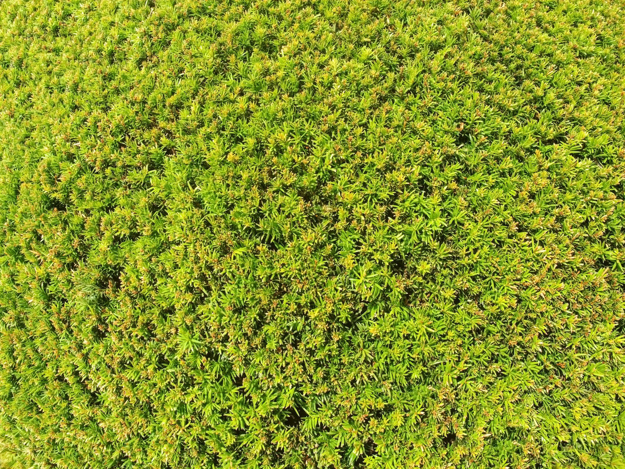 FULL FRAME SHOT OF PLANT ON FIELD