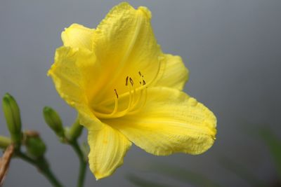 Close-up of yellow flower