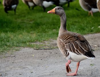 Close-up of bird on field