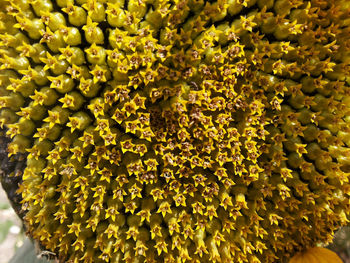 Full frame shot of sunflowers