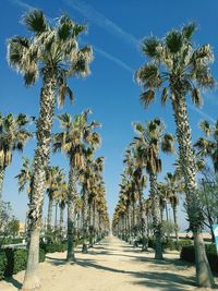 Palm trees against clear sky