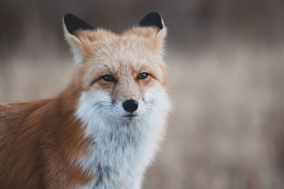 Close-up portrait of fox 