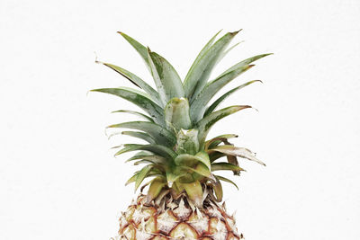 Close-up of fruit against white background