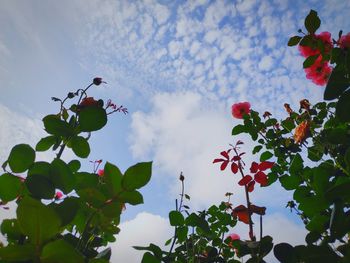 Low angle view of flowering plant against sky