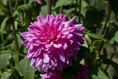 Close-up of pink rose flower