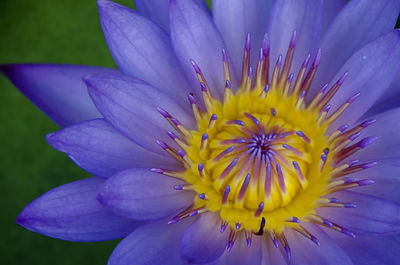 Close-up of purple flower