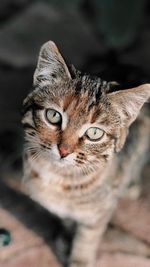 Close-up portrait of tabby cat at home