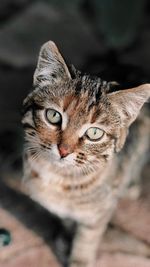 Close-up portrait of tabby cat