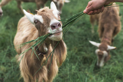Little goat eats grass from human hand