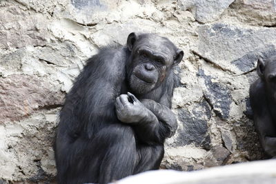 Portrait of monkey on rock at zoo