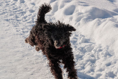 Portrait of dog on snow covered land