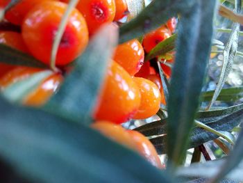 Close-up of orange fruits