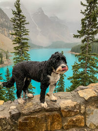 Portuguese water dog at lake louise in banff national park 