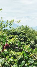 Plants and trees against sky