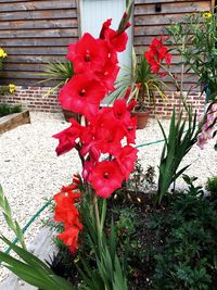 Close-up of red flowers