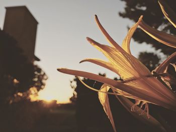 Close-up of flower against sky at sunset