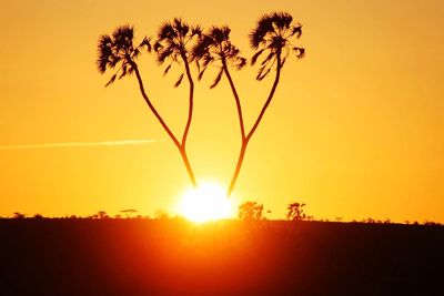 Silhouette of trees at sunset