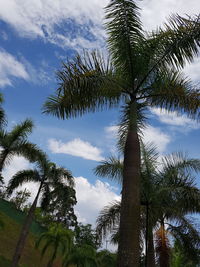 Low angle view of coconut palm trees against sky