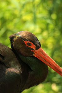 Portrait of a black stork ciconia nigra 