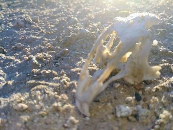 Close-up of ice on beach
