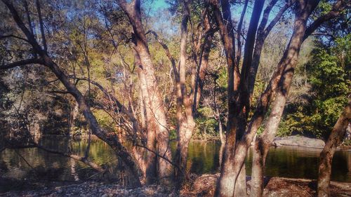 Trees by lake in forest