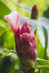 Close-up of pink rose