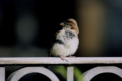 Close-up of a bird on railing