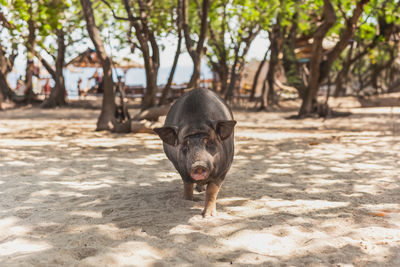 Large black pig walking on a the beach.