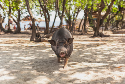 Close-up of pig on field