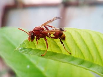 Close-up of insect on leaf