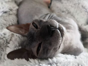 Close-up of dog lying down on bed