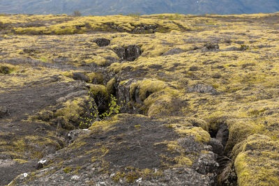 Scenic view of landscape