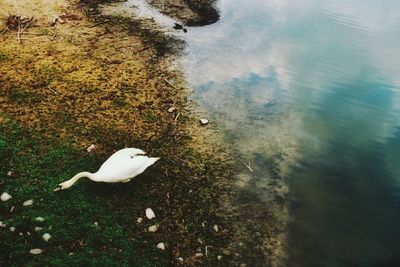 High angle view of bird in water