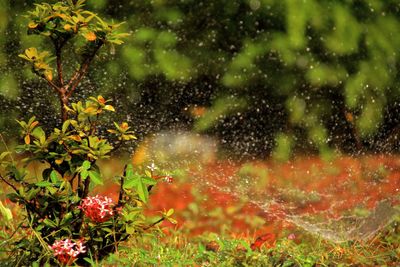 Red flowers blooming on field