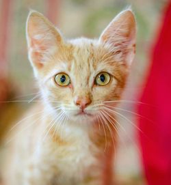 Close-up portrait of kitten