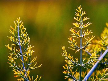 Close-up of plant