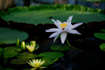 Lotus water lily in pond
