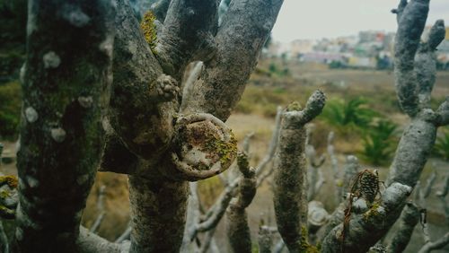 Close-up of moss growing on tree trunk