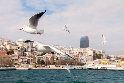 Seagulls flying over sea in city