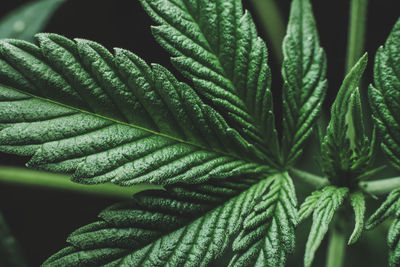 Close-up of fresh green leaves