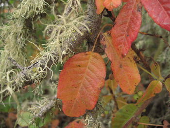 Close-up of leaves